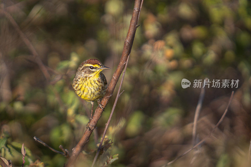 棕榈莺，(Setophaga palmarum)， Reinita Palmera, Paruline couronne。rousse。